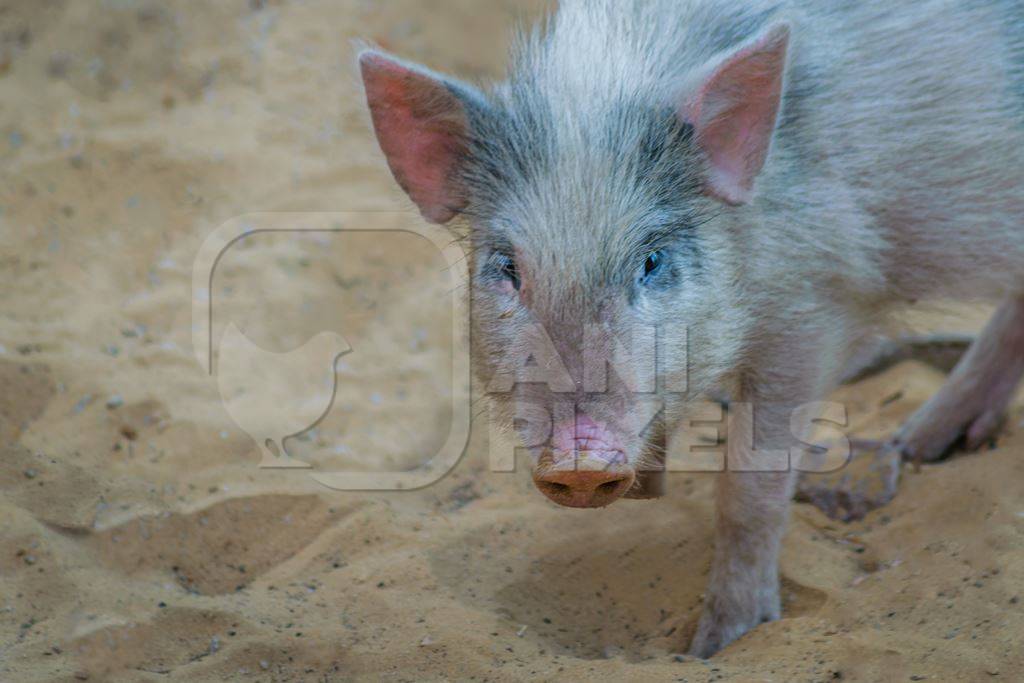 Pink feral pig in the city of Jaipur