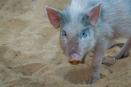 Pink feral pig in the city of Jaipur