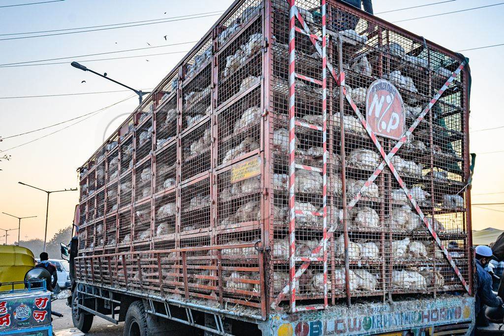 Many Indian broiler chickens in cages on large transport trucks at Ghazipur murga mandi, Ghazipur, Delhi, India, 2022