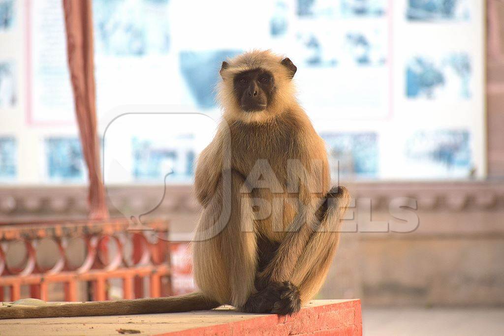 Langur sitting on wall in building in a city