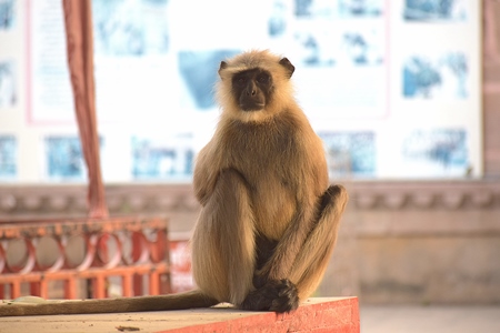 Langur sitting on wall in building in a city