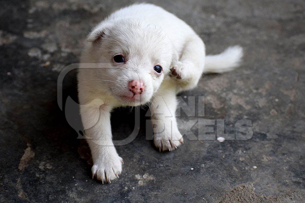 Cute small white puppy scratching