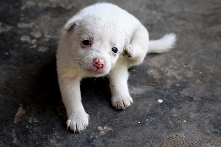 Cute small white puppy scratching