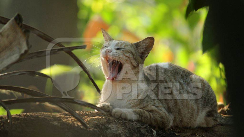 Street cat sitting on wall yawning with green background