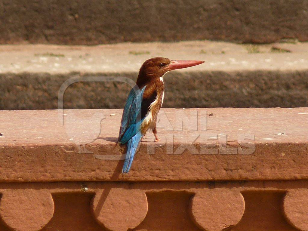 White throated kingfisher sitting on orange wall