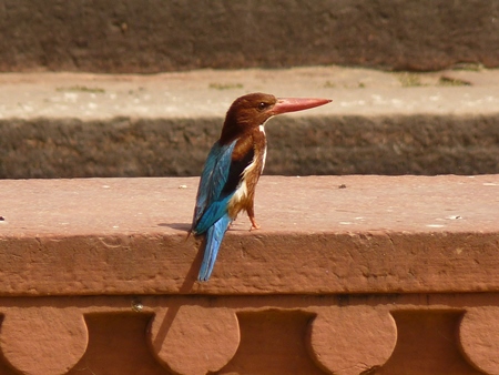 White throated kingfisher sitting on orange wall