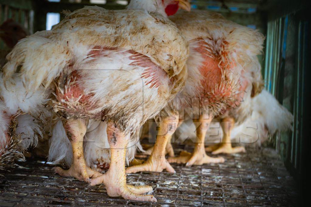 chickens with dirty feathers in dirty cages outside a chicken poultry meat shop in Pune, Maharashtra, India, 2021
