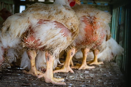 chickens with dirty feathers in dirty cages outside a chicken poultry meat shop in Pune, Maharashtra, India, 2021