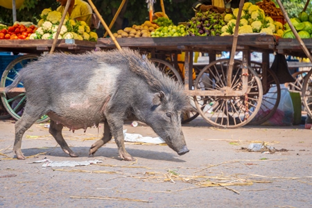 Indian street or feral pig walking along the street at a market in a small town in Rajasthan in India