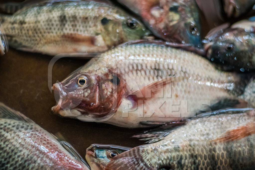 Alive fish on sale gasping in distress at the Mothers