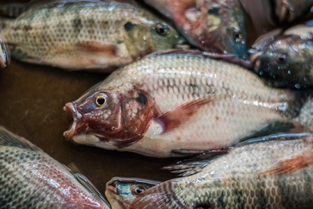 Alive fish on sale gasping in distress at the Mothers