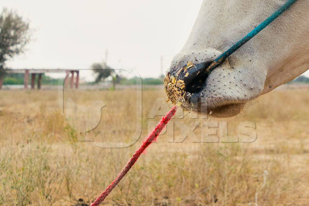 Close up of nose of bullock with nose rope at Nagaur cattle fair