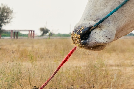 Close up of nose of bullock with nose rope at Nagaur cattle fair in Rajasthan, India, 2017