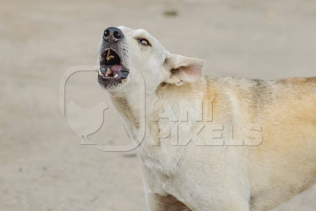 Stray street dog on road barking or howling in urban city