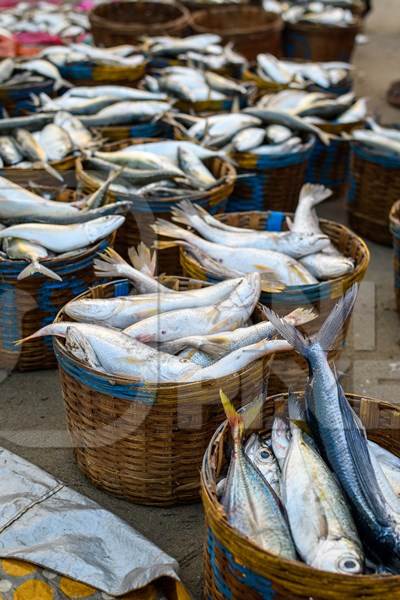 Baskets full of dead Indian fish on sale at Malvan fish market on beach in Malvan, Maharashtra, India, 2022