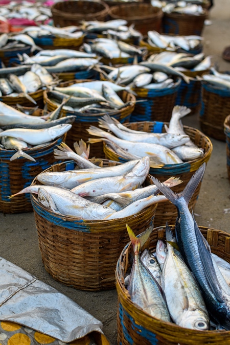 Baskets full of dead Indian fish on sale at Malvan fish market on beach in Malvan, Maharashtra, India, 2022