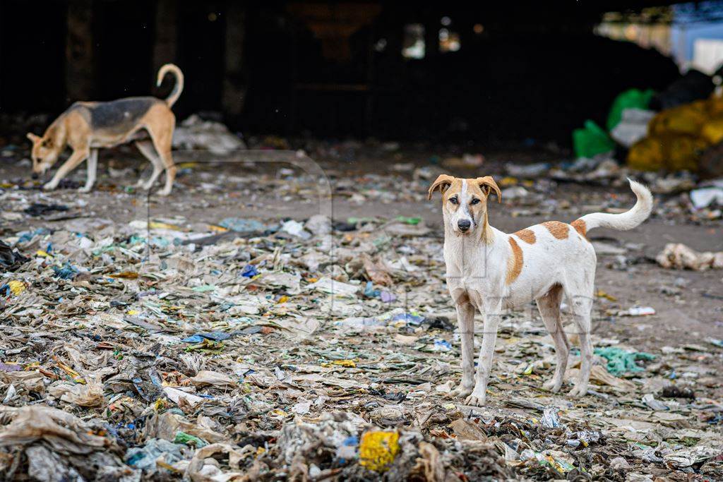 Indian street or stray pariah dogs on mountain of plastic waste at a garbage depot in urban city in Maharashtra, India, 2022