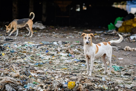 Indian street or stray pariah dogs on mountain of plastic waste at a garbage depot in urban city in Maharashtra, India, 2022