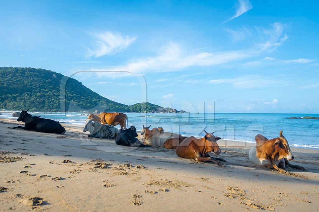 Many cows on the beach in Goa, India