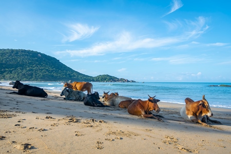 Many cows on the beach in Goa, India