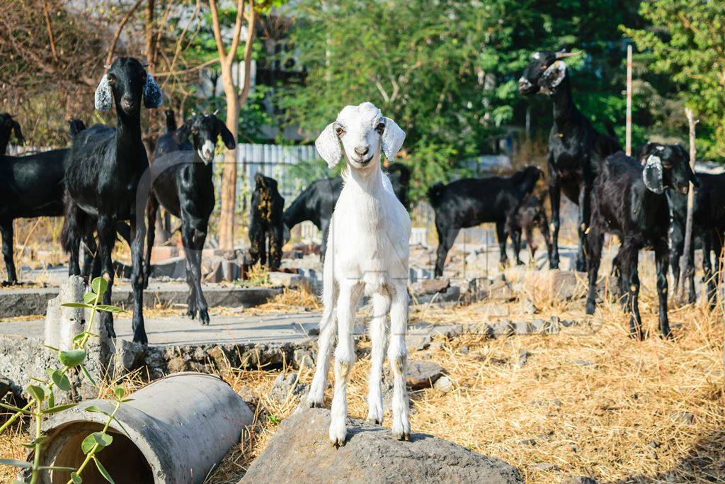 Herd of goats on wasteground in an urban city