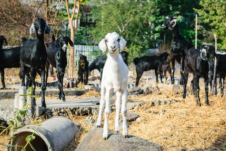 Herd of goats on wasteground in an urban city