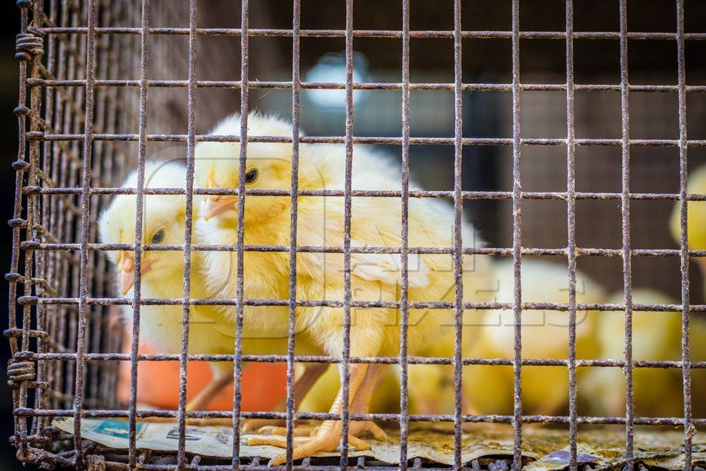 Yellow chicks on sale in cage at Crawford market