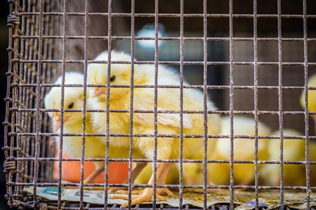 Yellow chicks on sale in cage at Crawford market