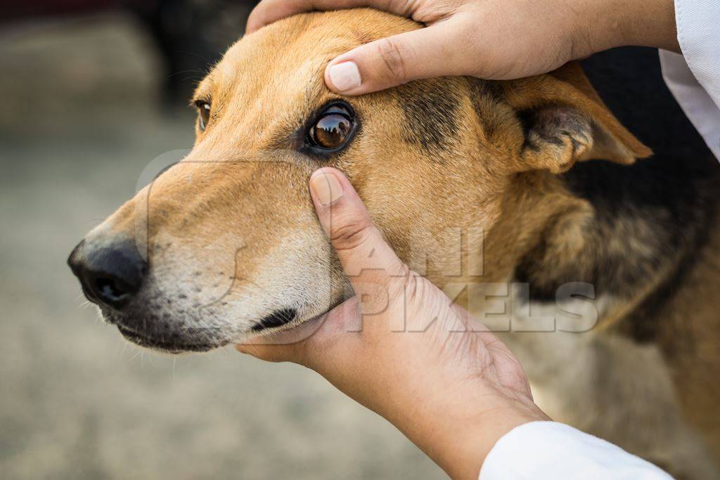 Veterinarian examining the eyes of a street dog
