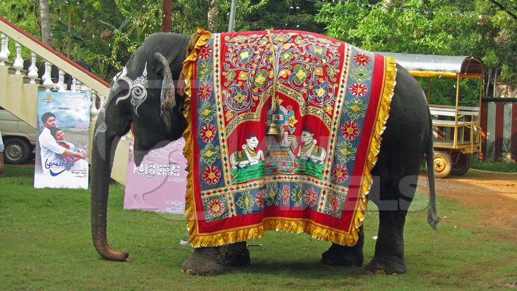 Painted elephant covered with colourful caparison