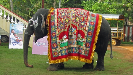 Painted elephant covered with colourful caparison