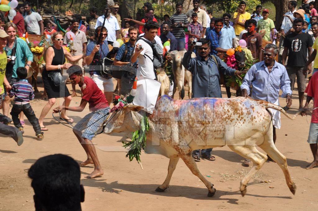 Bullock or bull with painted horns and decorated with flowers used for Jalikattu bull chasing event in Tamil Nadu, India