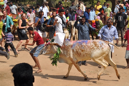 Bullock or bull with painted horns and decorated with flowers used for Jalikattu bull chasing event in Tamil Nadu, India