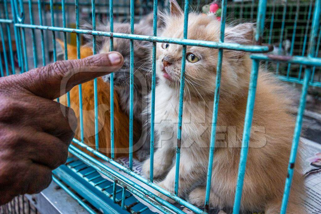 Man pointing at persian pedigree kittens in cage on sale as pets at Crawford pet market in Mumbai India
