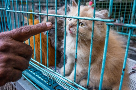 Man pointing at persian pedigree kittens in cage on sale as pets at Crawford pet market in Mumbai India