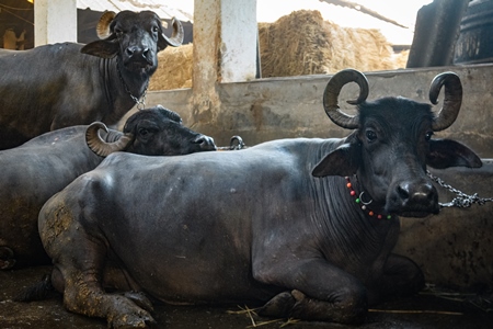 Farmed Indian buffaloes chained up in a line on an urban dairy farm or tabela, Aarey milk colony, Mumbai, India, 2023