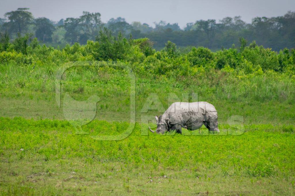 Photo of Indian one-horned rhino in green landscape Kaziranga National Park in Assam in India