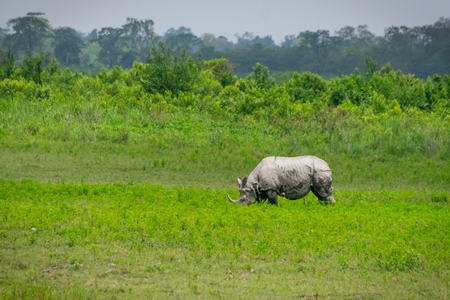 Photo of Indian one-horned rhino in green landscape Kaziranga National Park in Assam in India