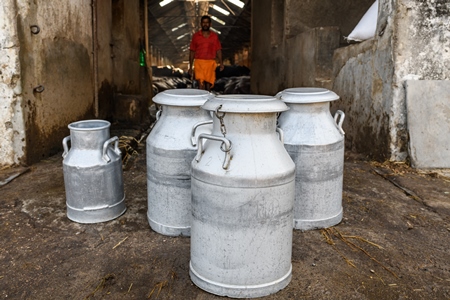Milk cans or pails in a concrete shed on an urban dairy farm or tabela, Aarey milk colony, Mumbai, India, 2023