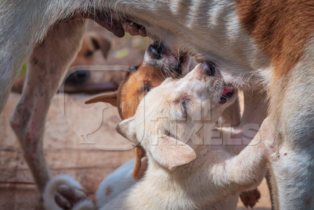 Small cute Indian street or stray dog puppies suckling from the mother, in Maharashtra in India