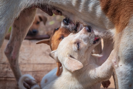 Small cute Indian street or stray dog puppies suckling from the mother, in Maharashtra in India