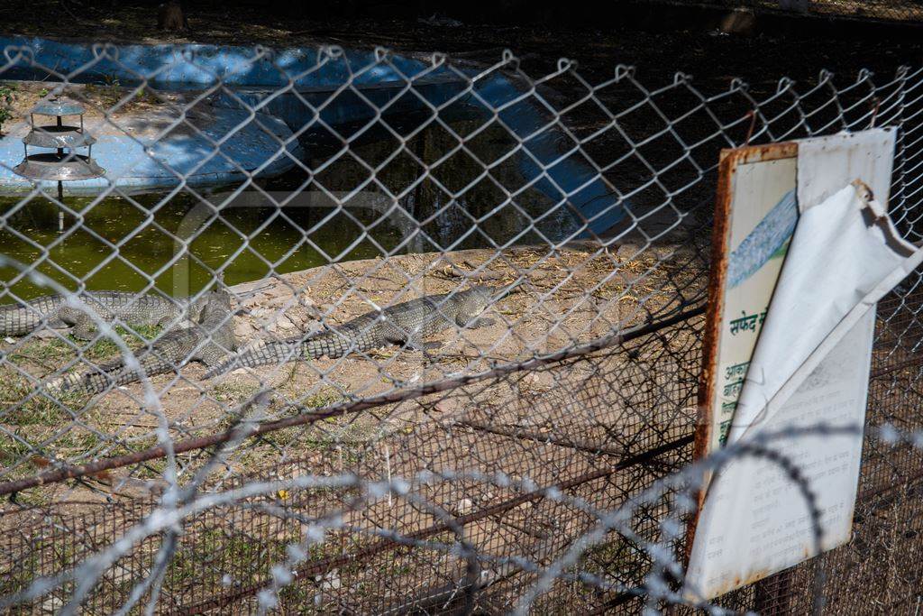 Indian gharials in a dilapidated enclosure with green pond and peeling sign at Jaipur zoo, Rajasthan, India, 2022