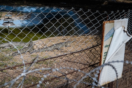 Indian gharials in a dilapidated enclosure with green pond and peeling sign at Jaipur zoo, Rajasthan, India, 2022