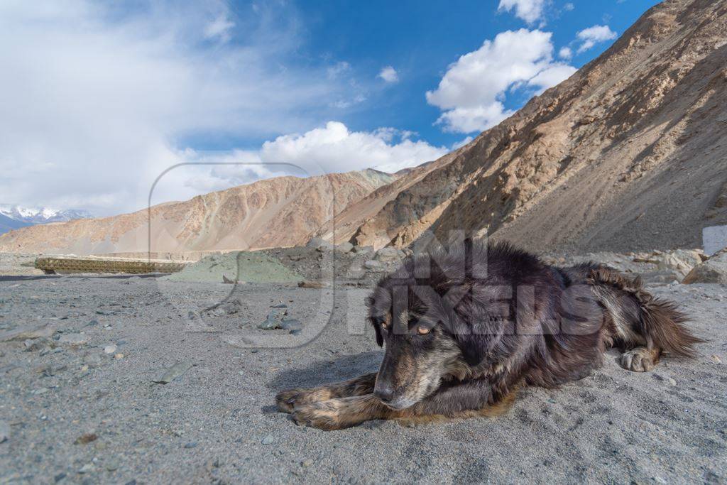 Indian street or stray dog in Ladakh in the mountains of the Himalayas