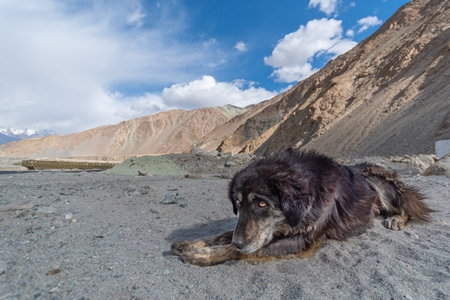 Indian street or stray dog in Ladakh in the mountains of the Himalayas