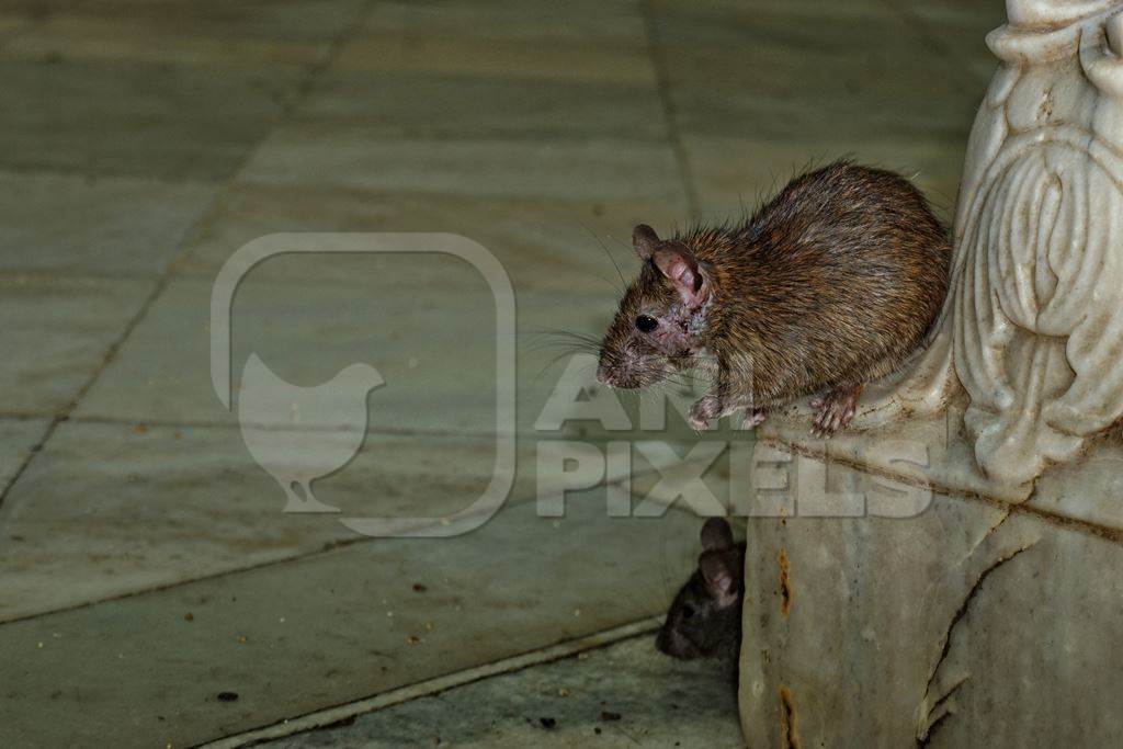 Rats regarded as holy at Karni Mata rat temple