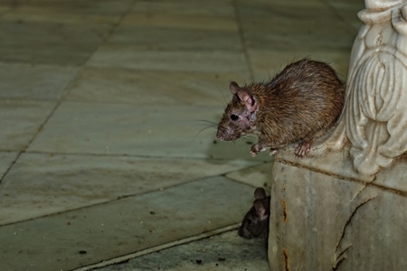 Rats regarded as holy at Karni Mata rat temple