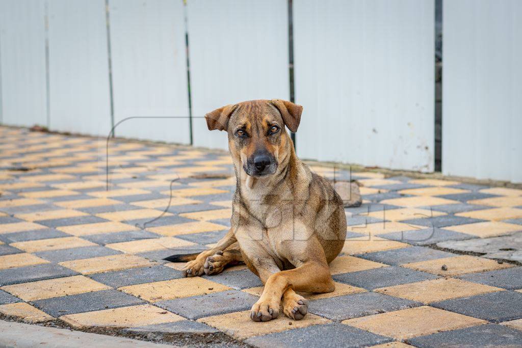 Indian street or stray dog on the road in the urban city of Pune, India