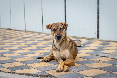 Indian street or stray dog on the road in the urban city of Pune, India