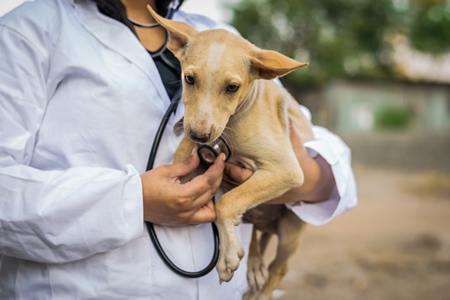 Veterinarian with a stethoscope examining a street puppy on the street in a city